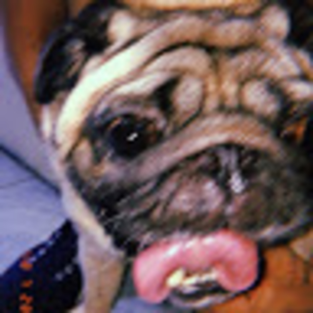 Meet your Posher, Lauren